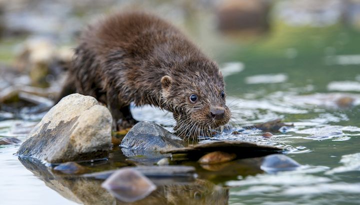 Loutre d'Europe ©Byrdyak-CC BY-SA 4.0